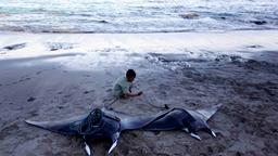 Fischkadaver am Strand