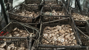 New York: 200 Körbe mit Austern werden im East River versenkt.