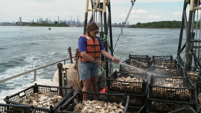 New York: Austern sollen die Wasserqualität verbessern.  