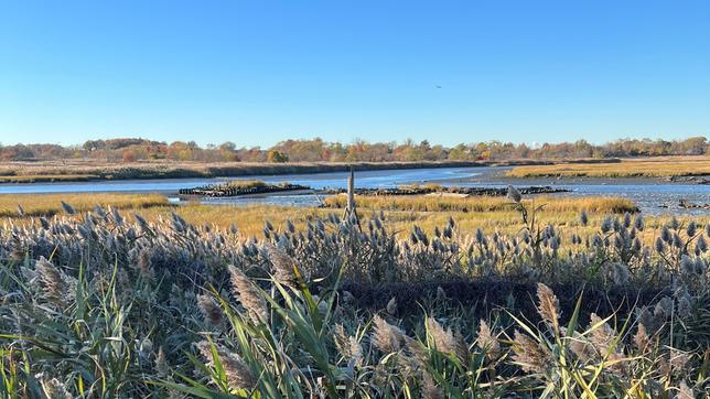 New York: Naturparadies auf ehemaliger Müllkippe