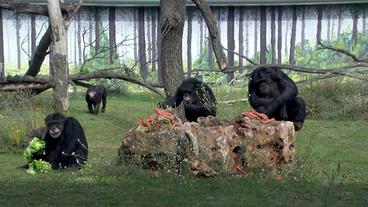 Mehrere Schimpansen in Gehege
