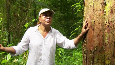 Bild: WDR Panama: In dem neuen Wald können einzelne Bäume abgeholzt werden und bringen Gewinn