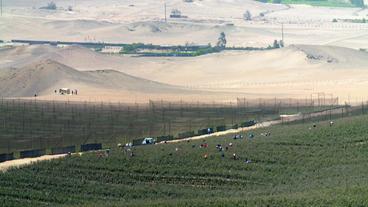 Feld mit Blaubeeren