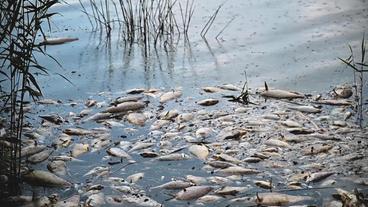Bild: WDR Polen: 2022 – Großes Fischsterben in der Oder.