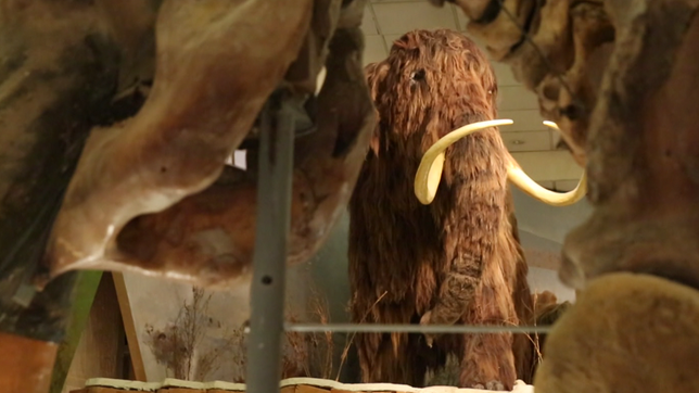 Mammut in Museum ausgestellt