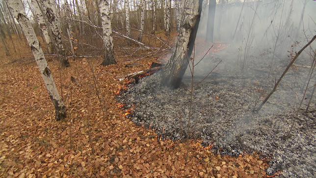 Bild: SWR Waldboden mit kleinen Flammen und verkohlten Stellen.