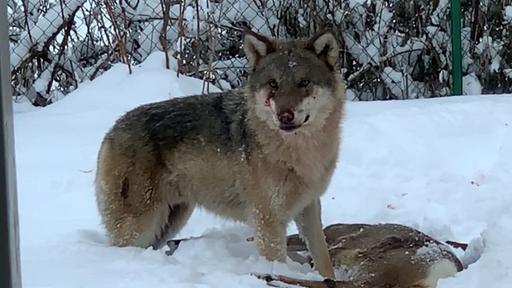 Schweden Leben Mit Dem Wolf Weltspiegel Ard Das Erste