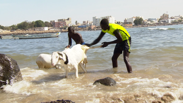 Bild: SWR Schaf wird im Meer gewaschen