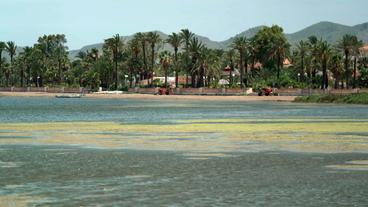 Algenteppich in der Lagune Mar Menor