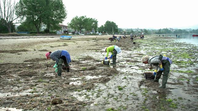 Frauen suchen im Schlick nach Muscheln 