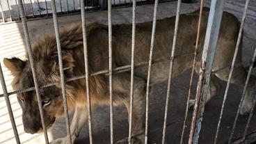 Sudan: Kein Geld für Futter – die Löwen im Zoo leiden