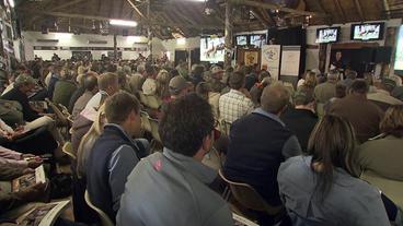 Bild: NDR Wildtier-Auktion