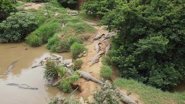 Krokodile auf der Crocodile Creek Farm