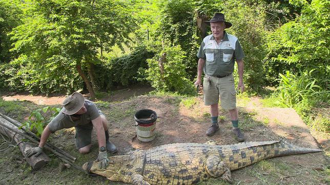 Zwei Männer bei betäubtem Krokodil 