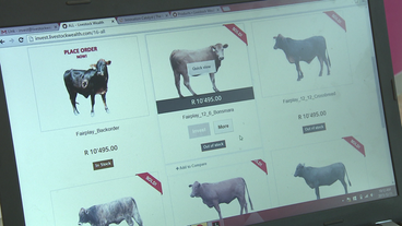 Bild: SWR Internetseite der Firma Livestock Wealth aus Pretoria