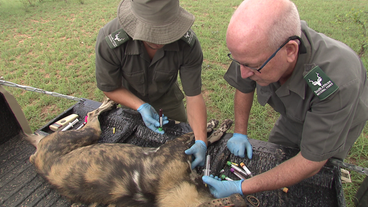 Ranger bei Untersuchung von betäubtem Wildhund