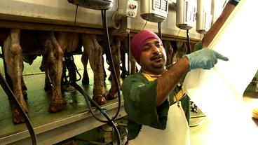 Bild: Bild: BR Sukhraj Singh Brar beim Melken