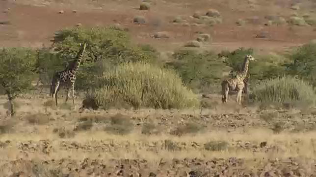 Bild: SWR Giraffen