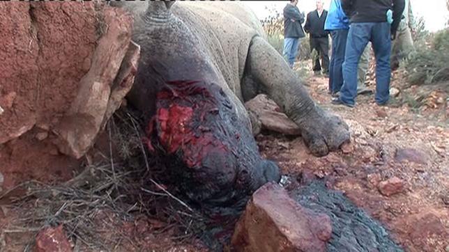 Bild: SWR Getötetes Nashorn