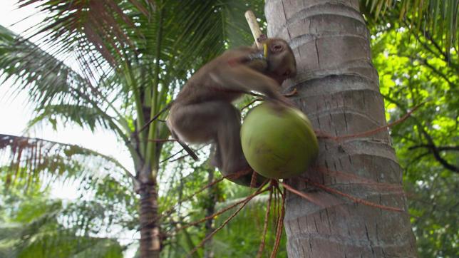 Affe greift nach Kokosnuss auf Kokospalme 