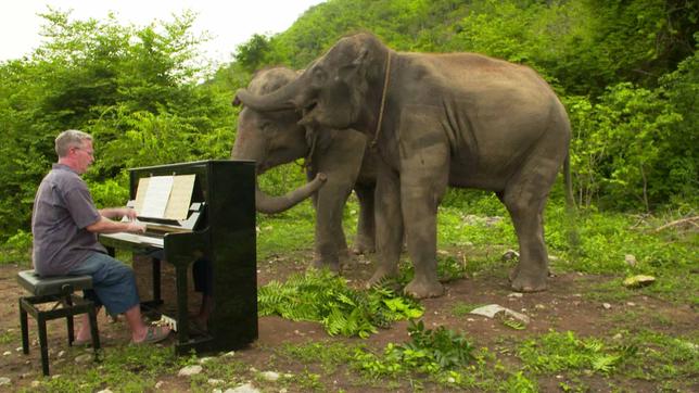 Pianist am Klavier spielt für Elefanten