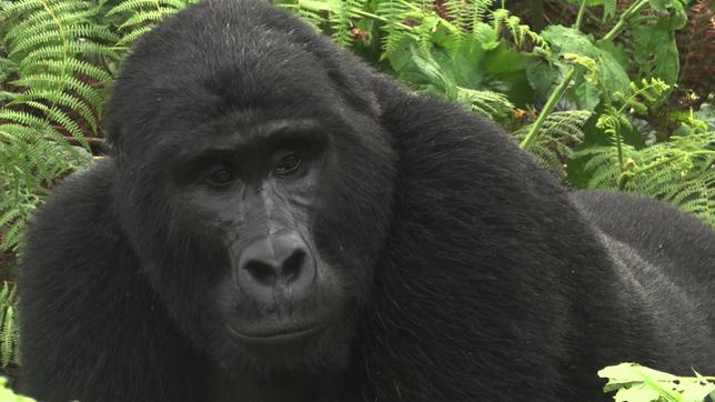 Auch die Berggorillas im Bwindi-Nationalpark müssen vor Covid19 geschützt werden