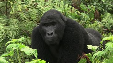 Der Nationalpark Bwindi ist die Heimat der Berggorillas