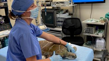 Bild: WDR USA: In Florida gibt es das einzige Schildkrötenkrankenhaus der Welt