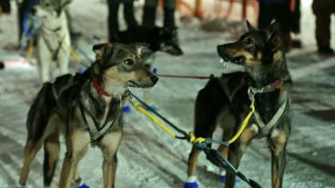 Bild: SWR Schlittenhunde