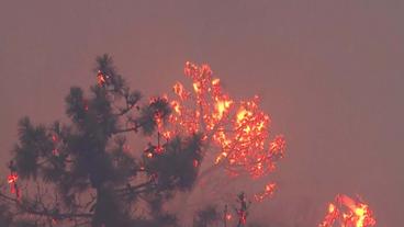 Bild: SWR Brennender Baum
