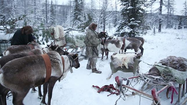 Ureinwohner im Russlands Norden - sie leben von der Rentierzucht