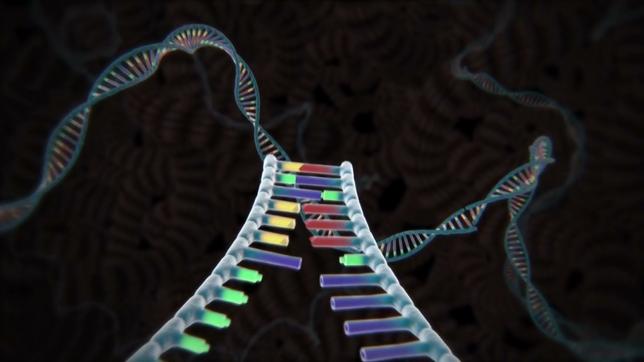 Jüngste Entwicklung im "Tal": Kopien menschlicher DNA.