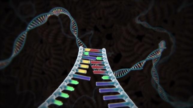 Jüngste Entwicklung im "Tal": Kopien menschlicher DNA.