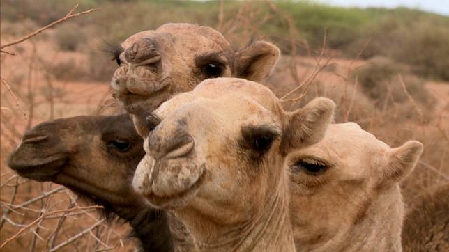Kamele sind Lebensversicherung und Rente für das Volk der Rendille