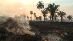 Die Felder der Kleinbauern in Mato Grosso sind verkohlt. Die Flammen waren bis an die Häuser herangerückt.