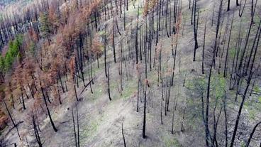 Kanada: British Columbia – Die Folgen der Waldbrände vor einem Jahr sind immer noch zu sehen