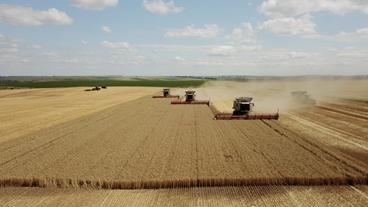 Weltweit: Weizen ist in den vergangenen Jahrzehnten immer mehr zum Spekulationsobjekt geworden.
