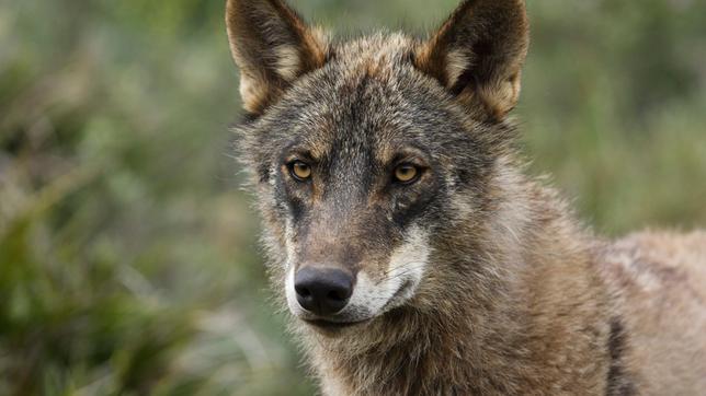 Bild: picture alliance / WILDLIFE/Francisco Iberischer Wolf