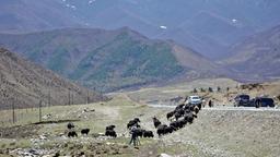 Unsere Fahrt entlang der Seidenstraße geht Richtung Zhangye. Bis in den Mai hinein sind die Berge hier weiß oder kahl. Am Straßenrand grast eine von zahlreichen Yak-Herden – ohne sich von Chinas Rasern beeindrucken zu lassen.