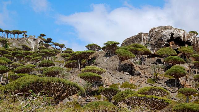 Bild: picture alliance / imageBROKER/Fabio Pupin/FLPA Drachenblutbaum zwischen Felsen auf der Insel Sokotra