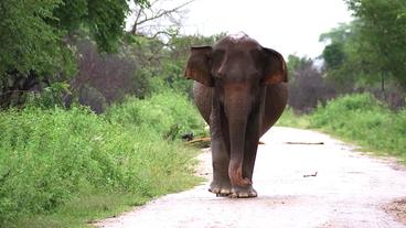 Ein Elefanten auf Sri Lanka  