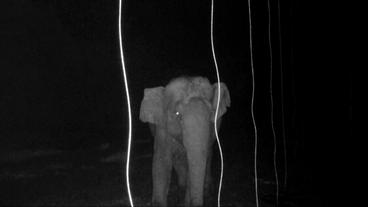 Elefant bei Nacht  