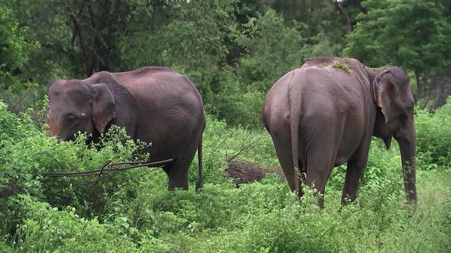 Zwei Elefanten in Sri Lanka stehen im Dickicht und fressen