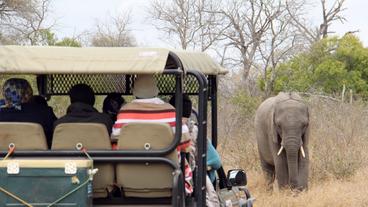 Frauen in einem Jeep auf einer Safari.
