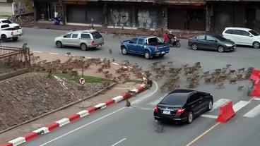 Eine Horde von Affen au einer Straße.