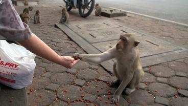 Ein Affe nimmt einer Frau Futter aus der Hand.