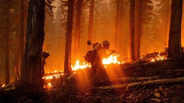 Feuerwehrmann in einem brennenden Waldstück.
