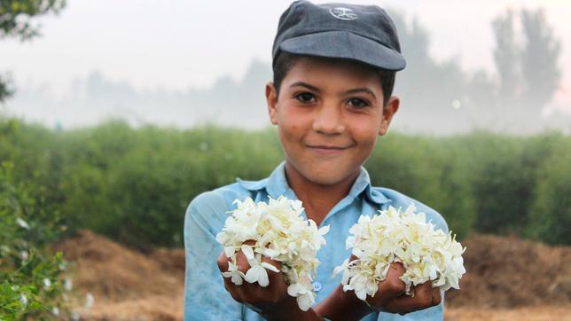 Von Hand gepflückt: Der ägyptische Jasmin gehört zu den teuersten Düften der Welt.