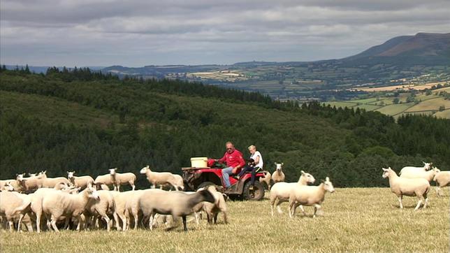 Schafzüchter in Wales