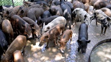 Wildschweine in einem Gehege gefangen.